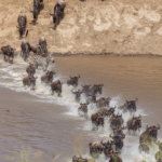 Kenya, Wildbeest migration