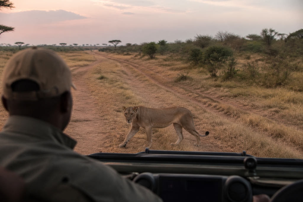 A lioness crosses a quiet savanna track at dusk in Kenya’s Maasai Mara, viewed from a safari vehicle as the guide cuts the engine, capturing a rare moment of stillness and natural sound.